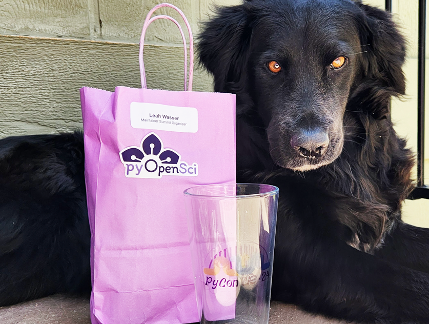 Image of Juno a black dog that looks like a flat coated retriever border collie mix with the PyCon US swag thank you bag and a pyOpenSci sticker on it with the name Leah Wasser Maintainers Summit.' style='width: 60%;